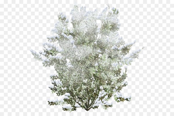 Зимний куст на прозрачном фоне