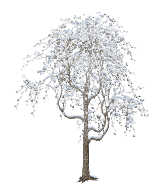 Снежные деревья на прозрачном фоне