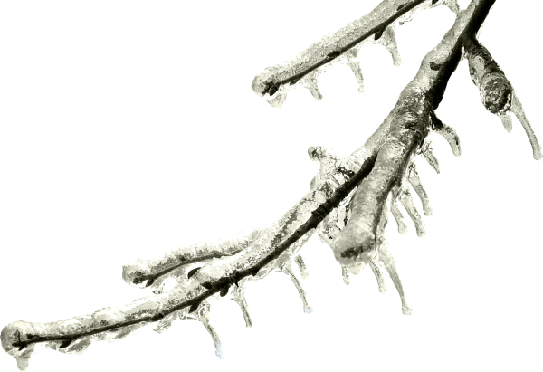 Заснеженные ветки на прозрачном фоне