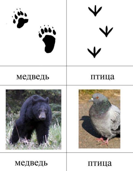 Следы животных