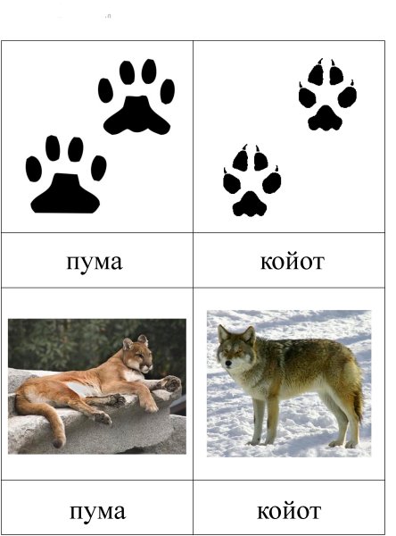 Как выглядят следы диких животных