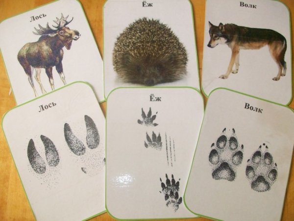 Игра чей след Дикие животные в картинках