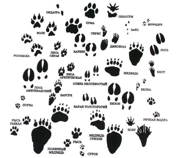 Следы копытных диких животных
