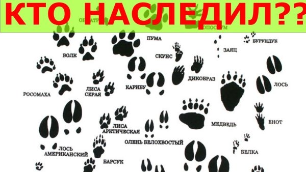 Следы лесных животных