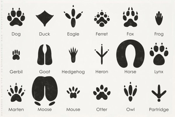 Следы животных и их названия