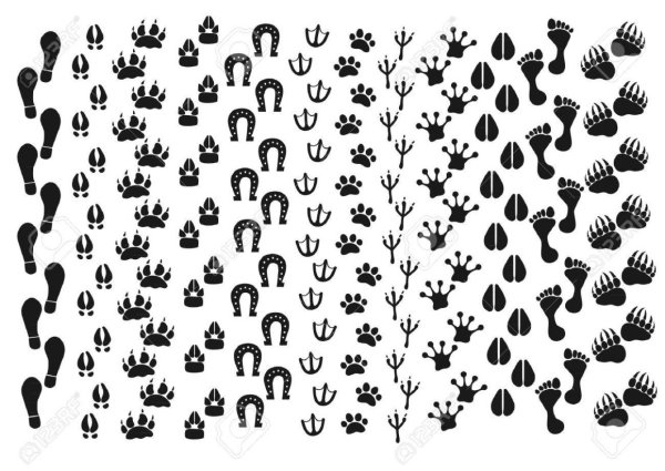 Следы зверей и птиц