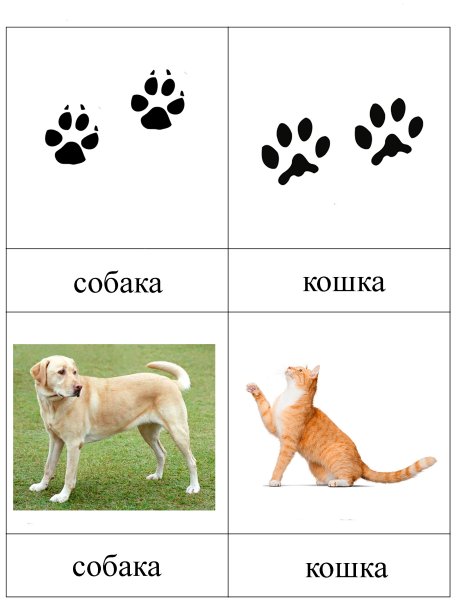 Следы кошек и собак