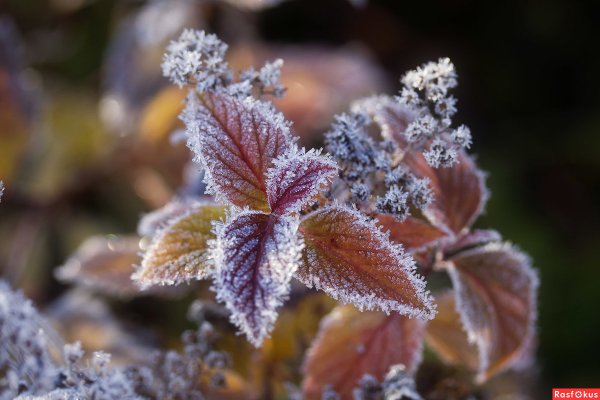 Первые заморозки осенью