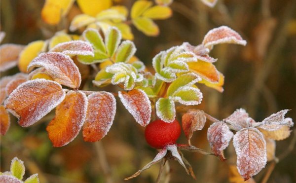 Осенние заморозки