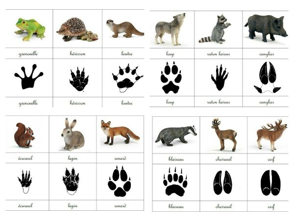 Следы диких животных в лесу