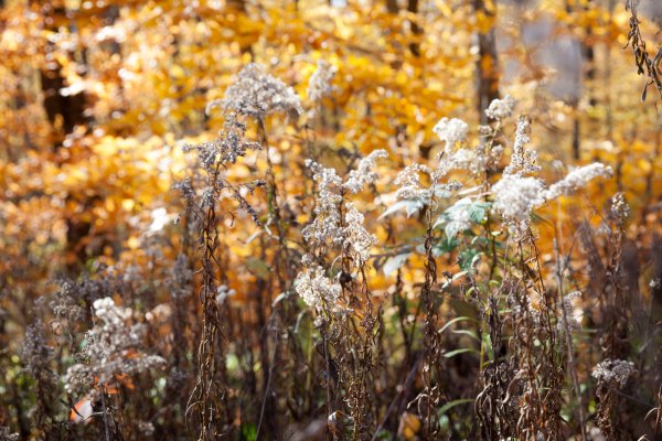 Первые заморозки осенью