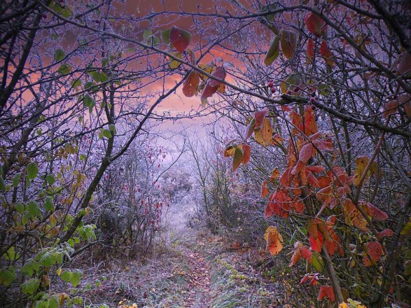 Первые заморозки осенью