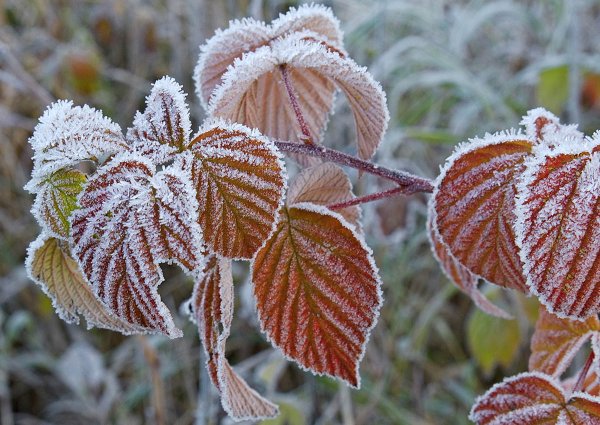 Заморозки в сентябре