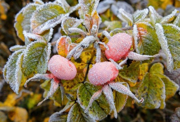 Заморозки апрель Березняк