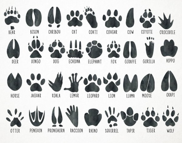 Отпечатки следов животных