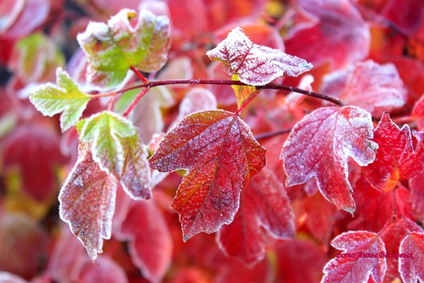Осень первые заморозки