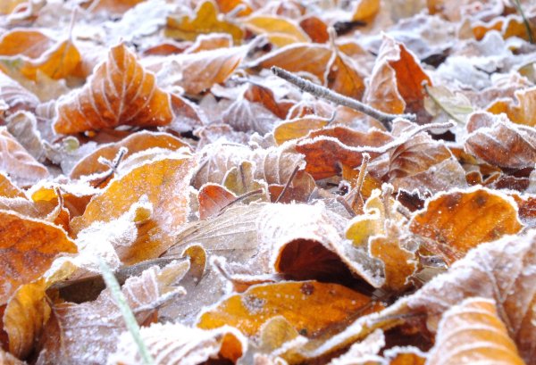 Осенние заморозки