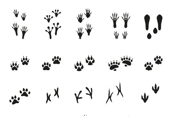 Следы лесных зверей и птиц