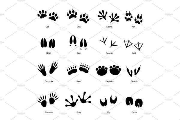 Следы разных животных и птиц