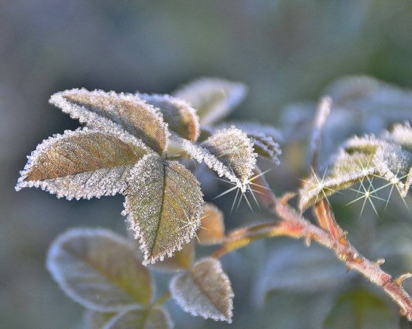 Заморозки иней