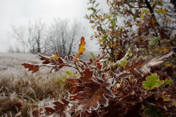 Осенние заморозки