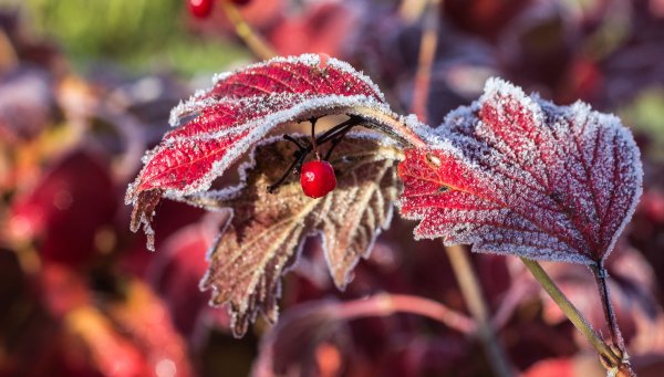 Осень первые заморозки