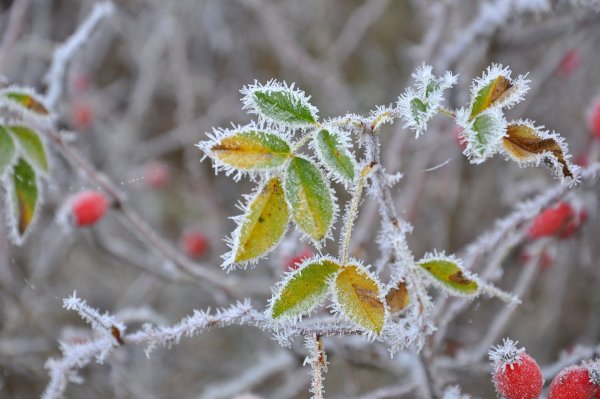 Первые заморозки