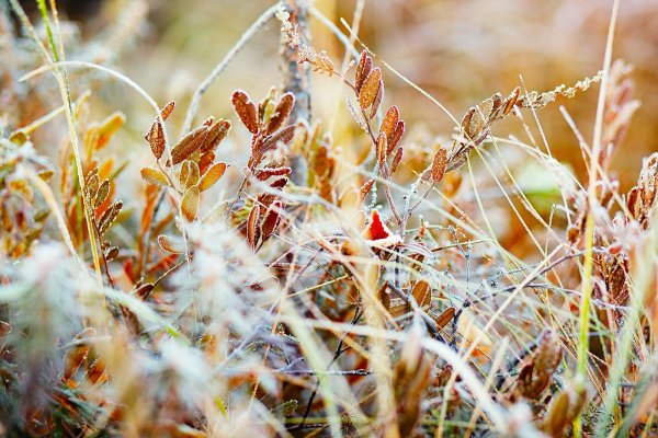 Осень первые заморозки