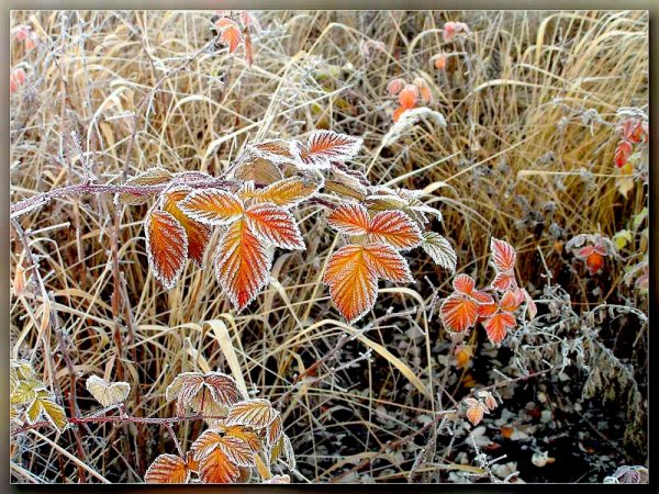 Первые осенние заморозки