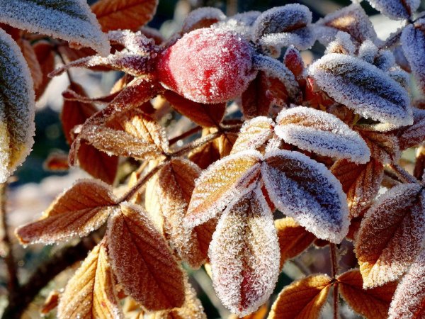 Первые заморозки