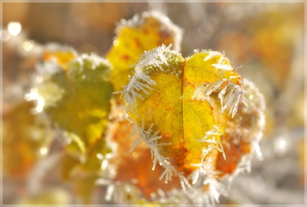 Осенние заморозки