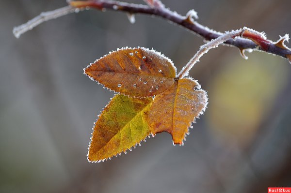 Ноябрь заморозки