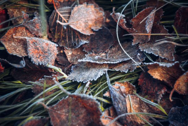 Заморозки макро