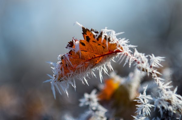 Адвективно-радиационные заморозки