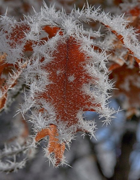 Осенние заморозки