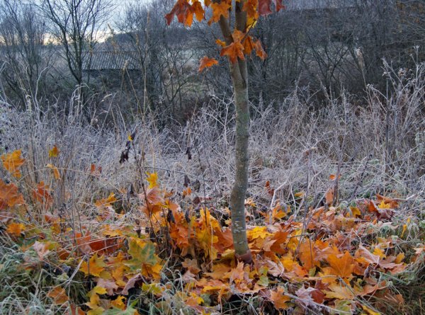 Осень заморозки
