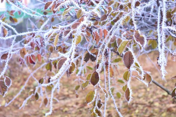 Первые осенние заморозки