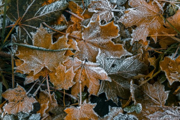 Осенние заморозки