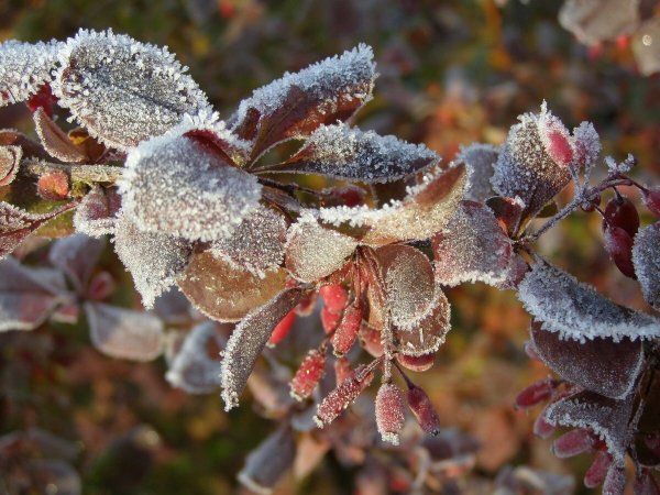 Осень первые заморозки