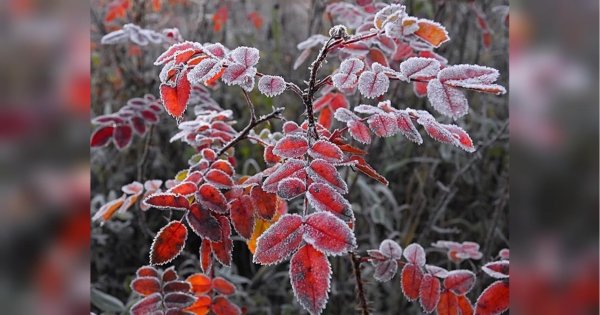 Осенние заморозки