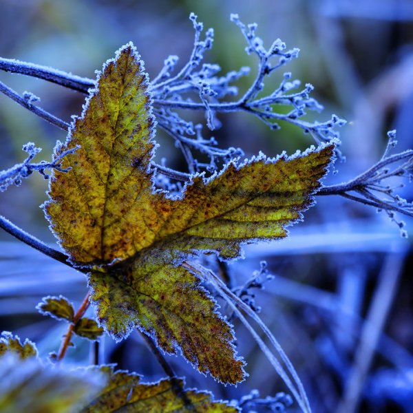 Первые заморозки