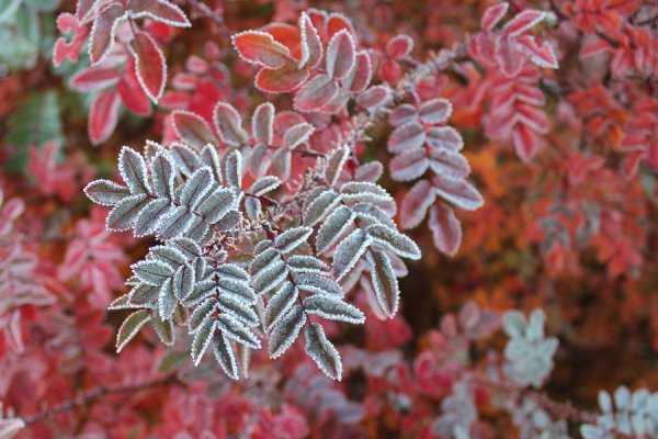 Первые заморозки