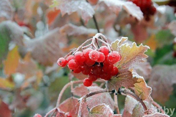 Первые осенние заморозки