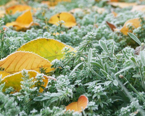 Осенние заморозки