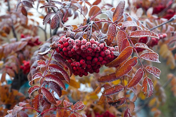 Рябина в октябре