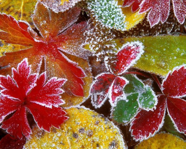 Листья в инее