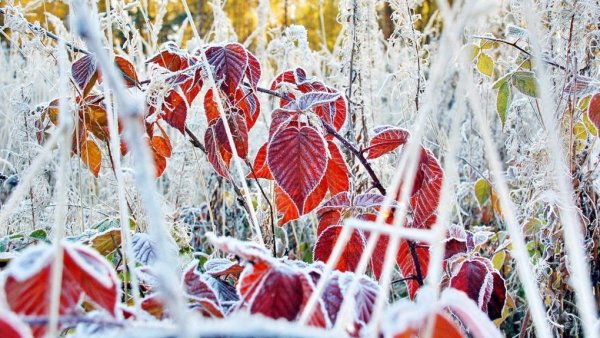 Первые Морозы