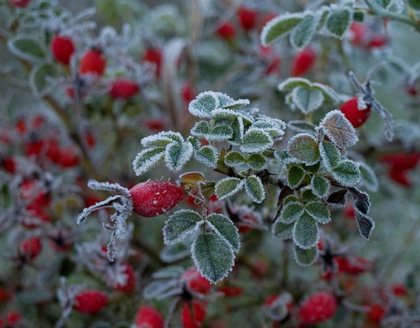 Ягоды в инее