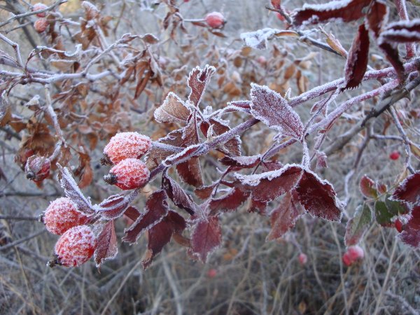 Осенние заморозки