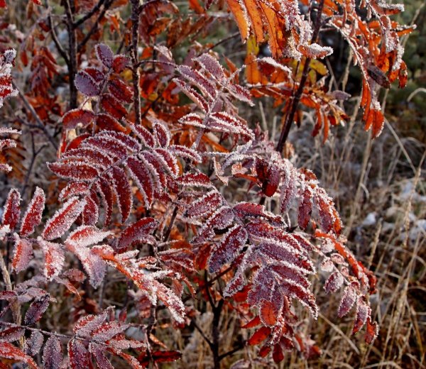 Осенние заморозки